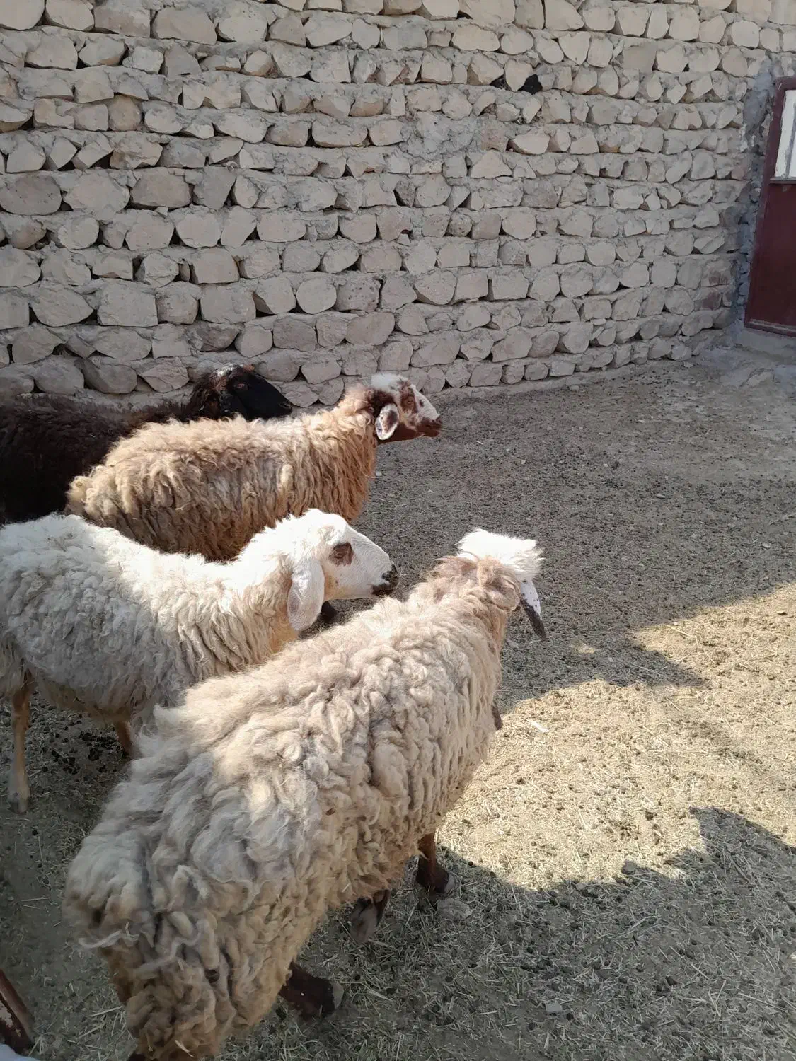 میش گوده|حیوانات مزرعه|بندرعباس, |دیوار