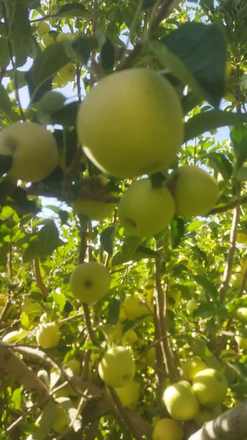 فروش سیب درجه یک طمع دارکامفیروز|حراج|شیراز, شاهچراغ|دیوار