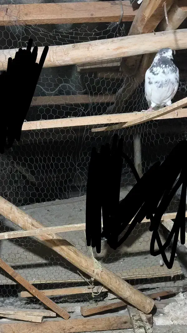 کفتر یا کبوتر|پرنده|گرگان, |دیوار