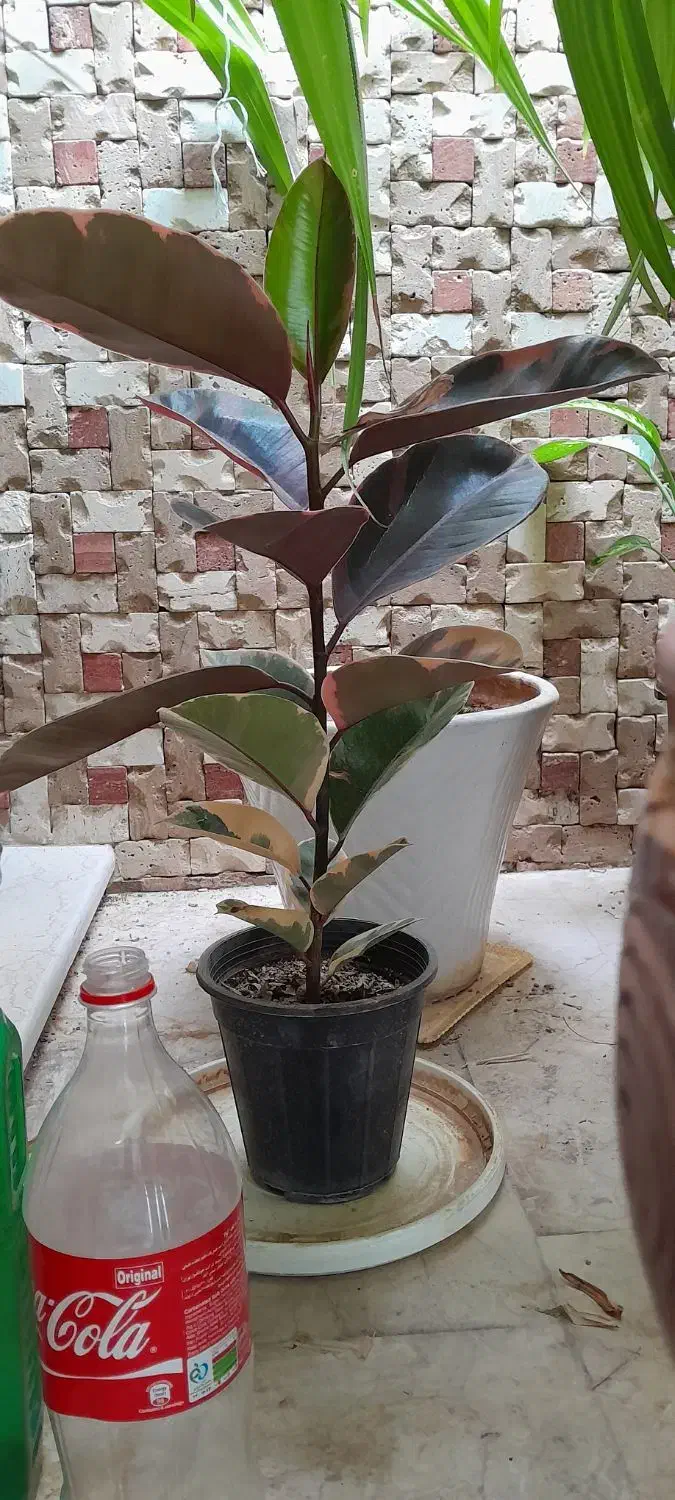 گل فیکوس و سوسن و پاندانوس و دیفن باخیا|گل مصنوعی|یزد, |دیوار