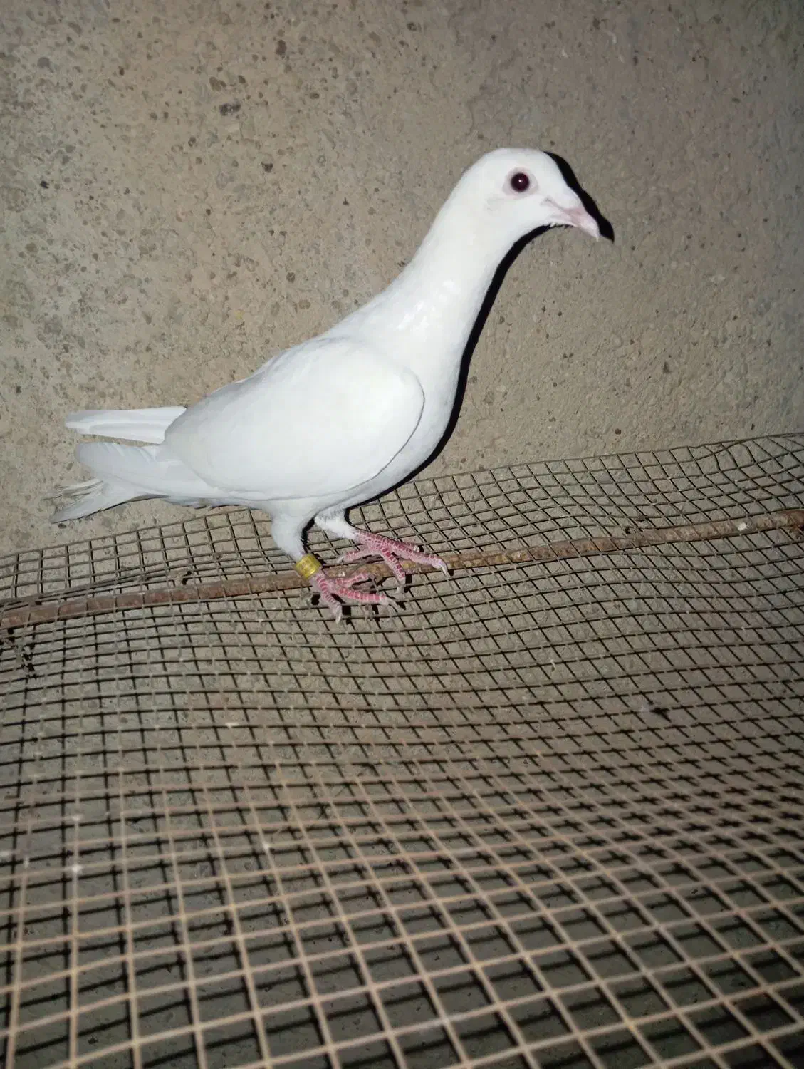 کبوتر|پرنده|سعدآباد, |دیوار