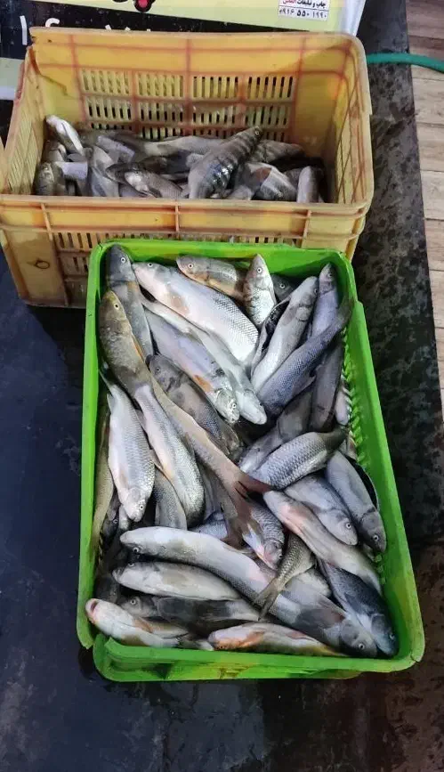 ماهی تازه لرستان رسید|ماهی|اندیمشک, |دیوار