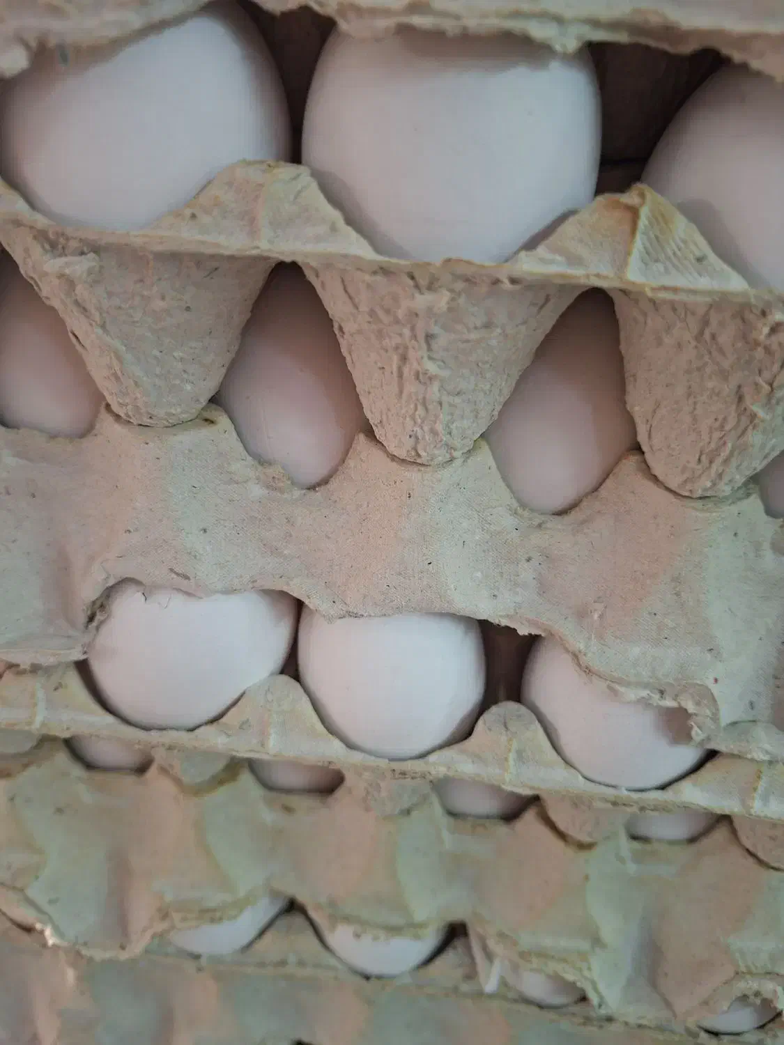 تخم مرغ نوک زده|خوردنی و آشامیدنی|قم, قم نو|دیوار