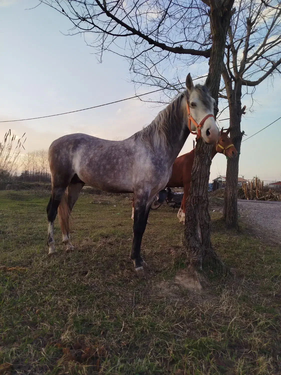 اسب نریان اصیل کرد|اسب و تجهیزات اسب‌سواری|آستانه اشرفیه, |دیوار