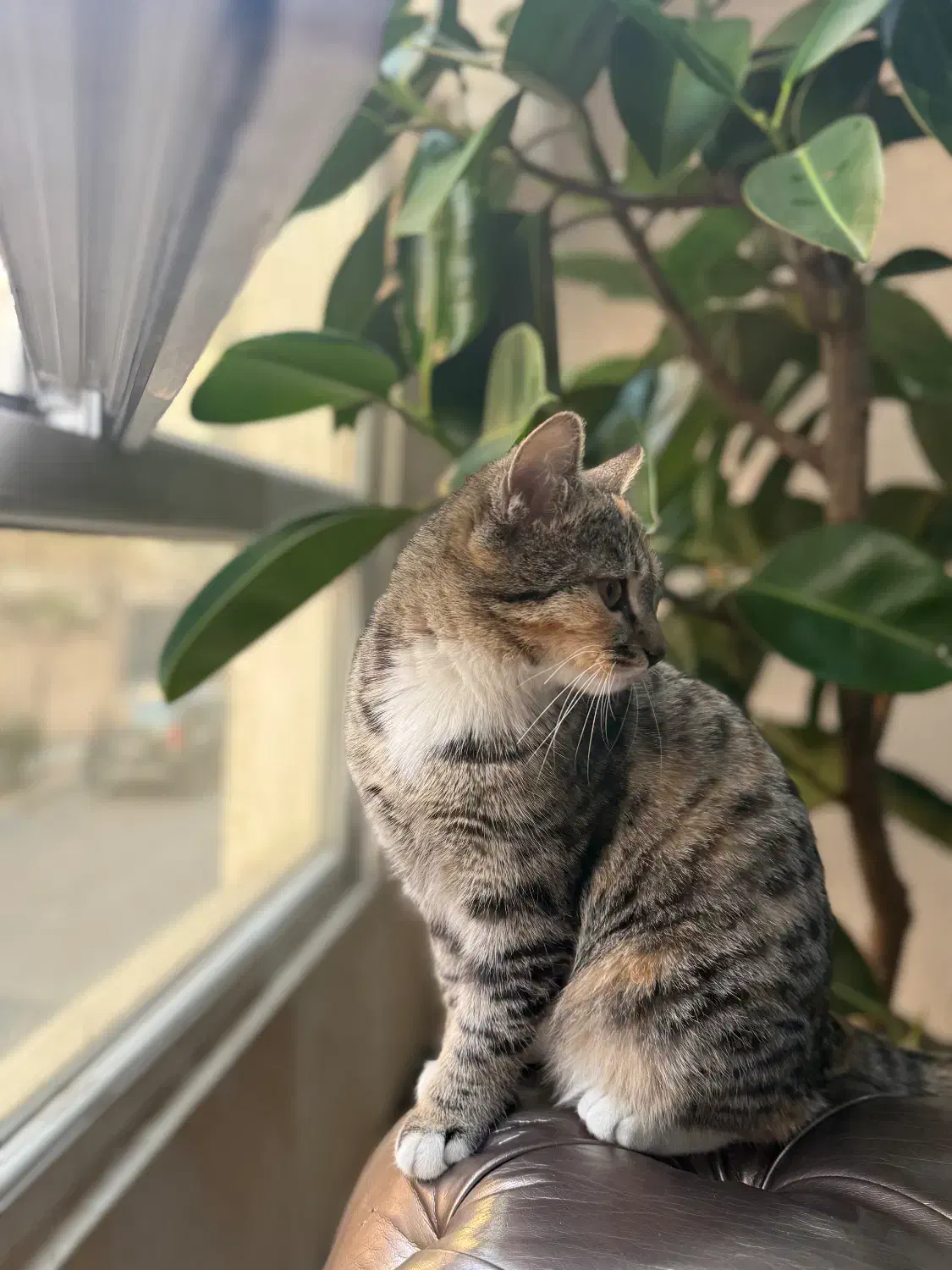 واگزاری|گربه|تهران, تهرانپارس جنوبی|دیوار