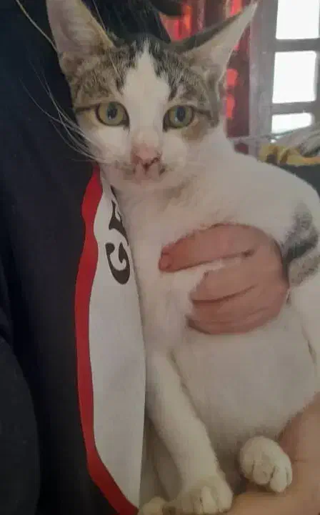 بچه گربه چهارماهه|گربه|مرزن‌آباد, |دیوار