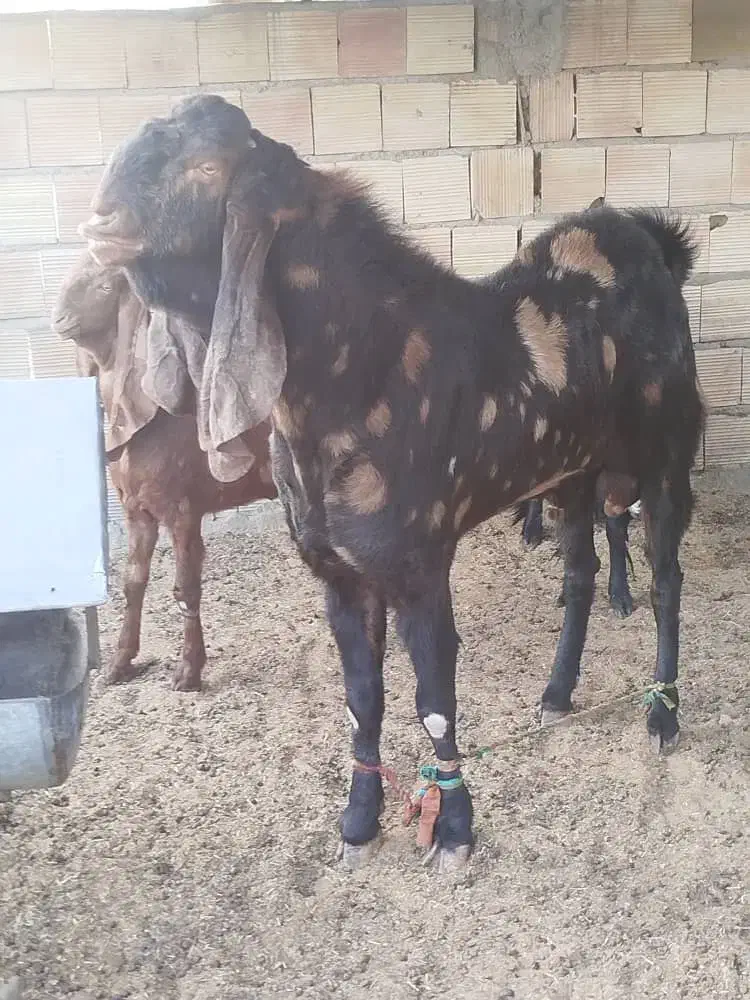 بزمری|حیوانات مزرعه|زاهدان, |دیوار