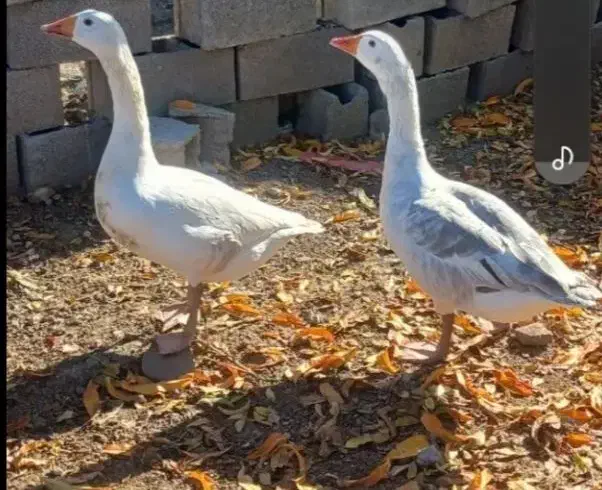 یک‌جفت غاز ۲ ساله گوشتی دست خور|حیوانات مزرعه|شادگان, |دیوار