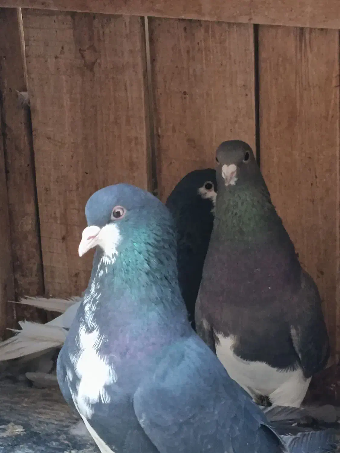 فروش ۲جفت شهری و یال|پرنده|شیراز, شهرک صدا و سیما|دیوار