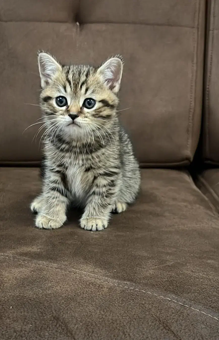 بچه گربه اسکاتیش فولد نر|گربه|اهواز, کیانپارس |دیوار