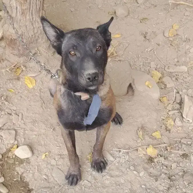 توله مالینویز نر|سگ|طرقبه, |دیوار