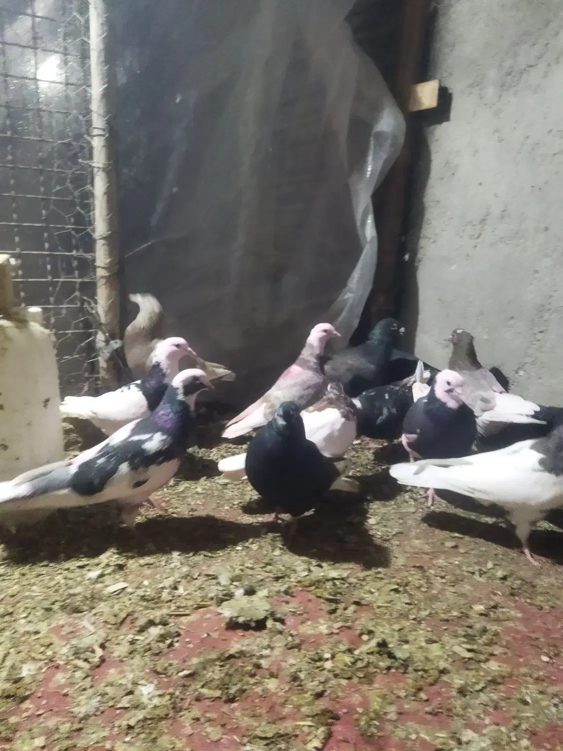 کبوتر 14عددهمه پرشی|پرنده|دشتابی, |دیوار