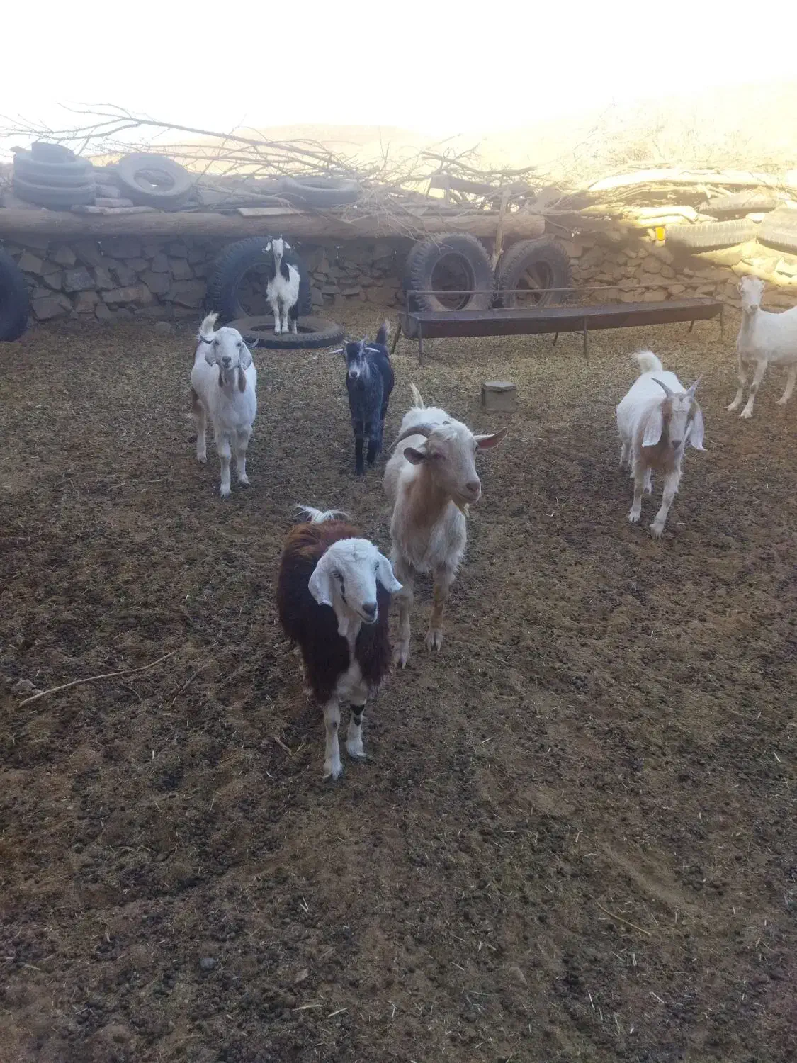 گوسفند فروشی|حیوانات مزرعه|کاخک, |دیوار