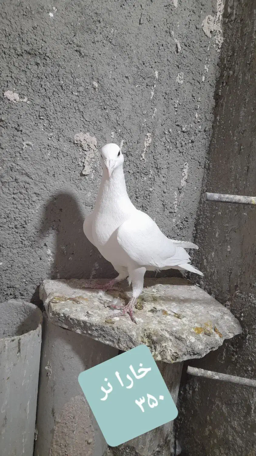 کبوتر گرفتنی و جوانه|پرنده|سبزوار, پاسداران|دیوار