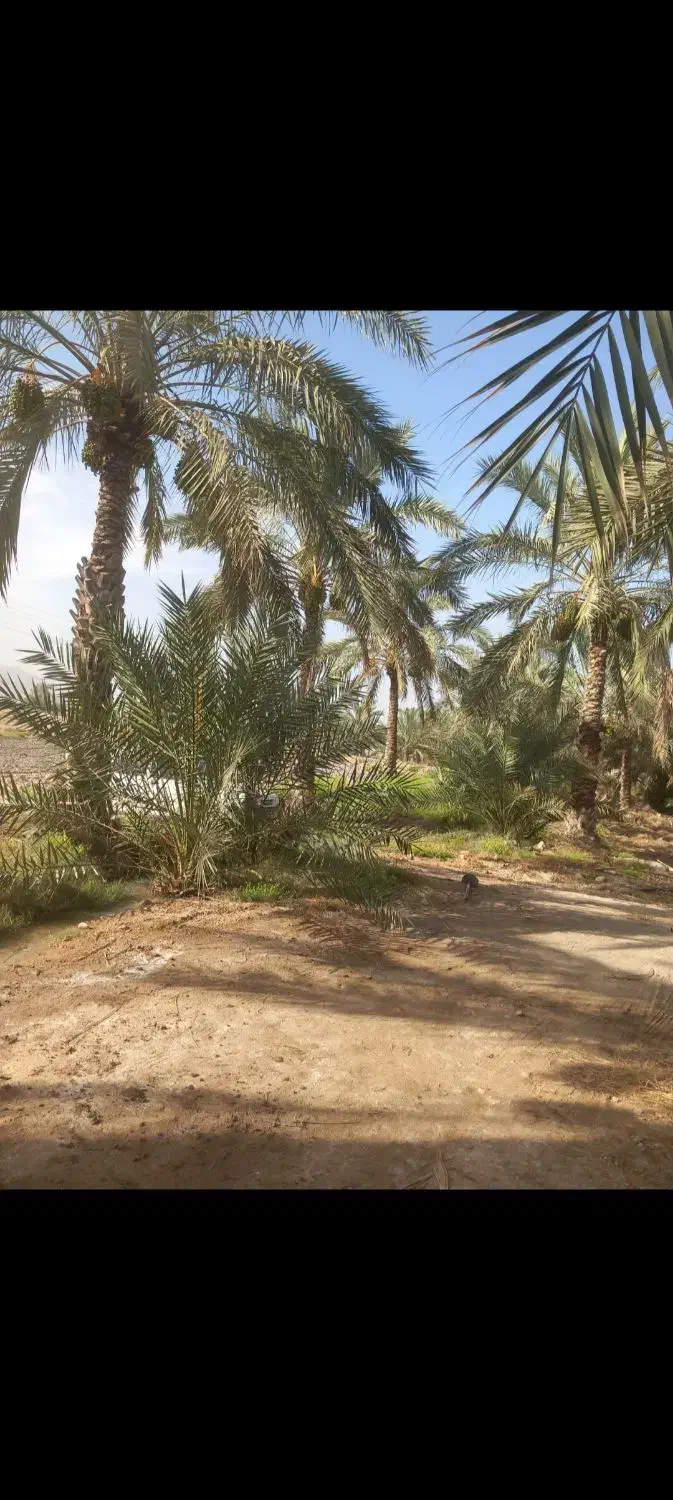 باغ وزمین لب اتوبان دالکی برازجان|فروش زمین و ملک کلنگی|برازجان, |دیوار