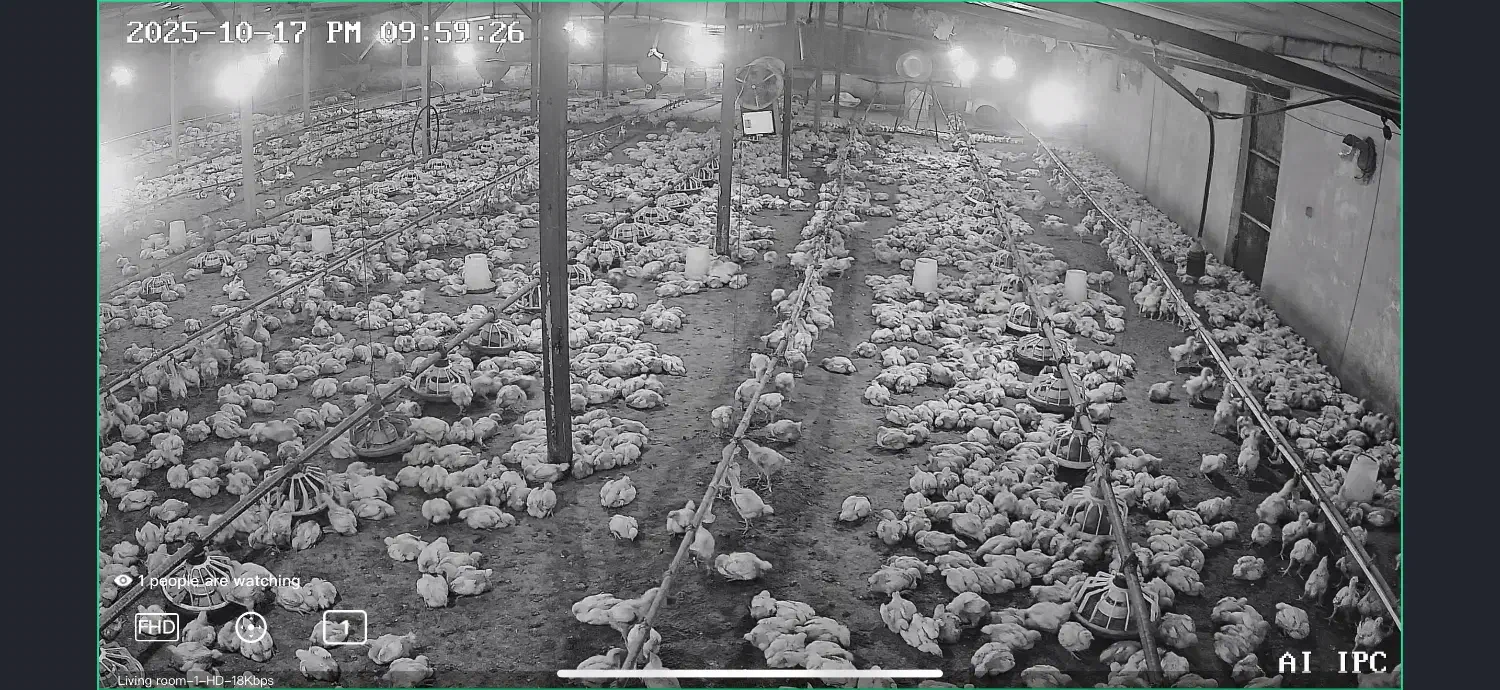 سالندار مرغداری|استخدام صنعتی، فنی، مهندسی|آق قلا, |دیوار