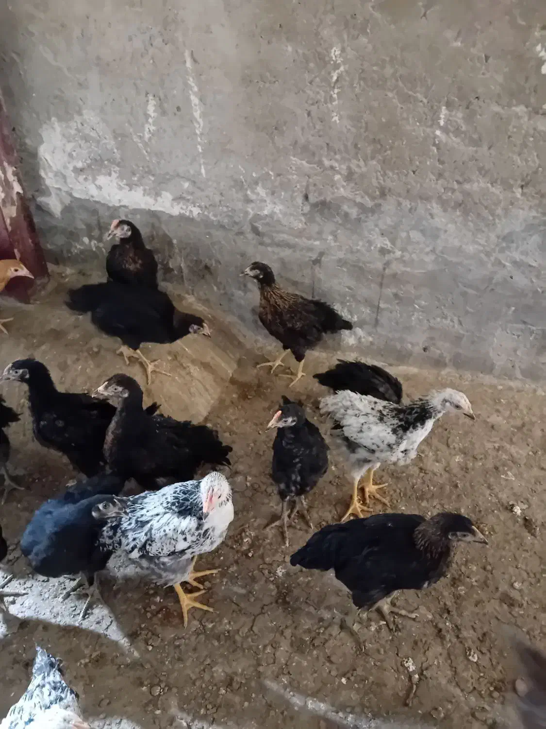 نیمچه مرغ و خروس|حیوانات مزرعه|تبریز, |دیوار