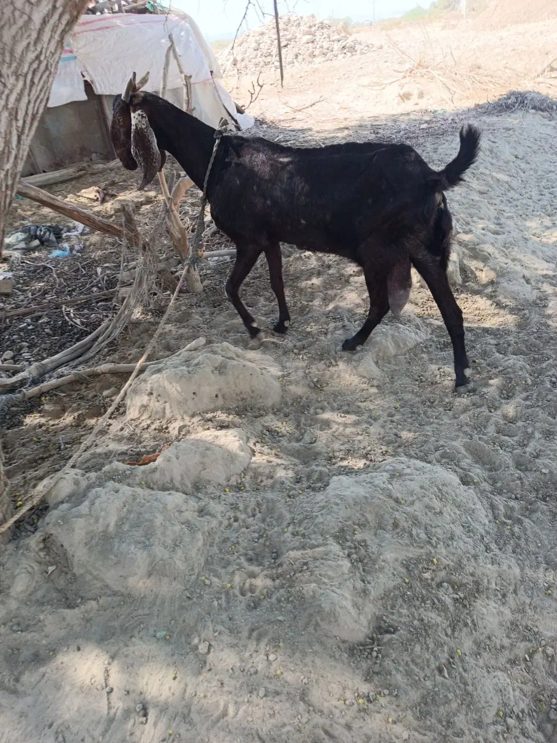 فروش بز ماده 13000000|حیوانات مزرعه|دشتیاری, |دیوار