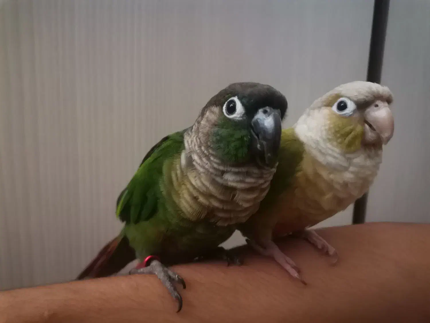 گرینچیک جفت رام و سخنگو|پرنده|بومهن, |دیوار