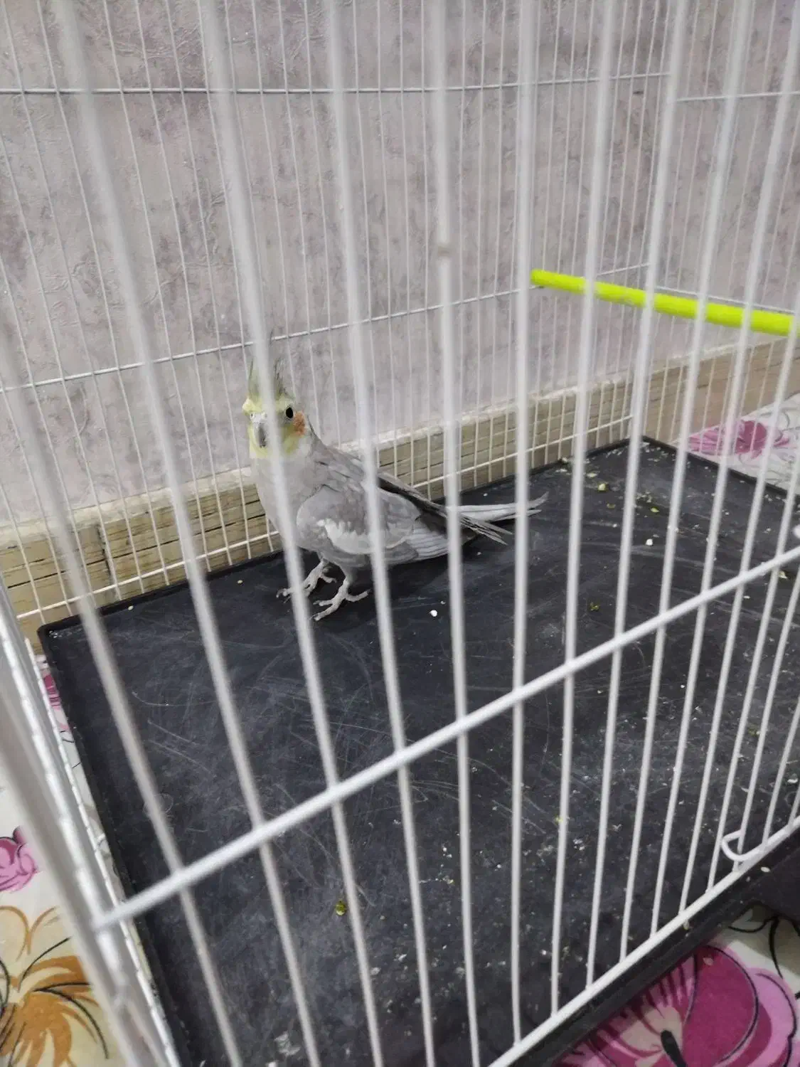 پرنده|پرنده|تربت جام, مسکن مهر|دیوار