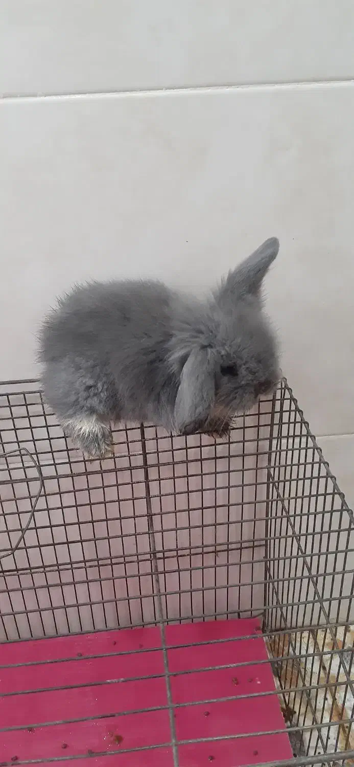 خرگوش|موش و خرگوش|قائمشهر, |دیوار