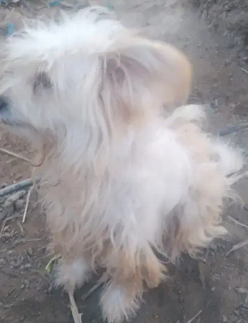 سگ اشپیتزو|سگ|بوشهر, |دیوار