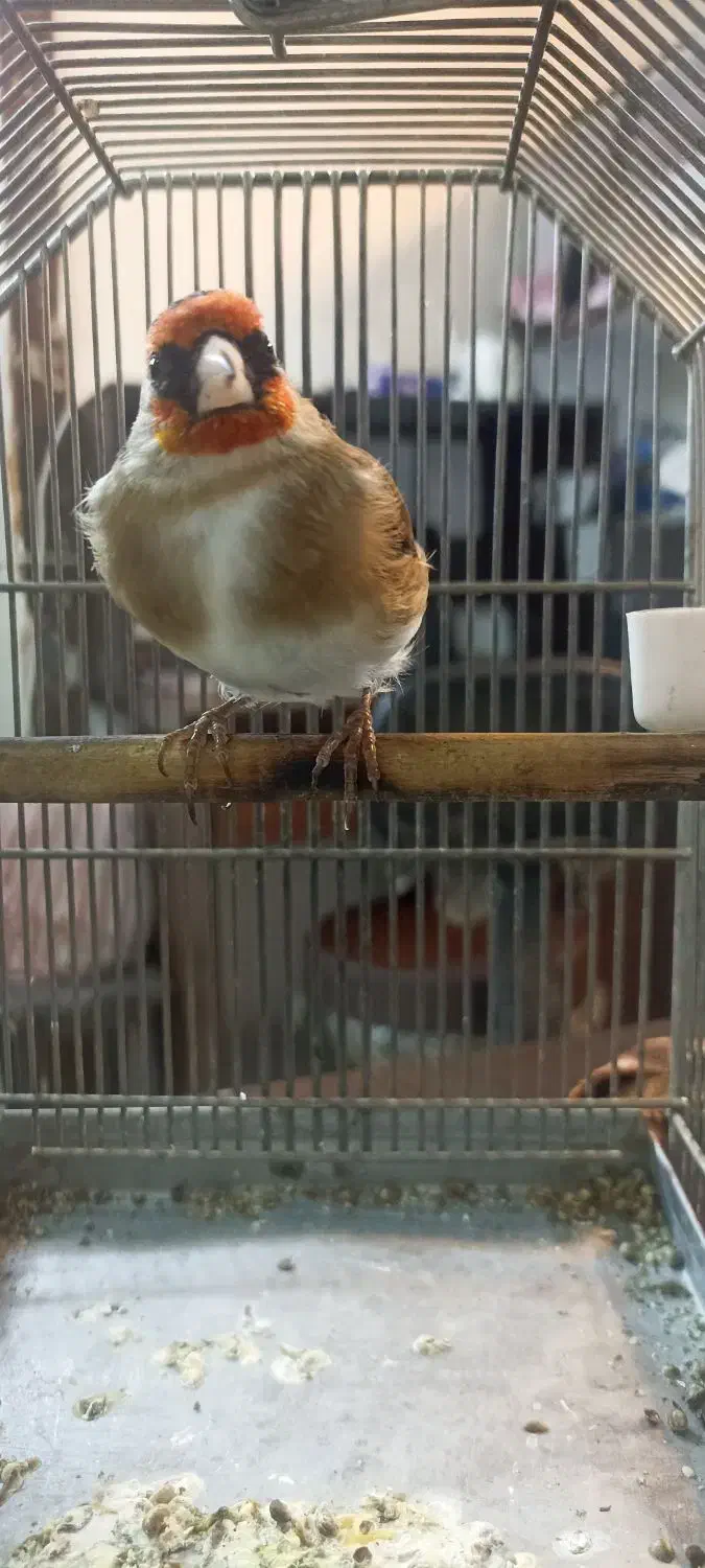 (( جوجه سهره ))|پرنده|تهران, بازار|دیوار