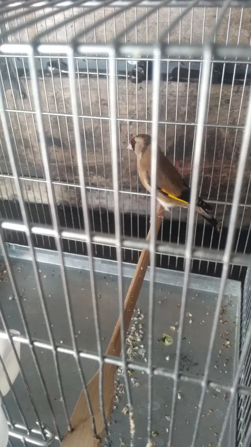 سهره ماده|پرنده|نسیم‌شهر, |دیوار