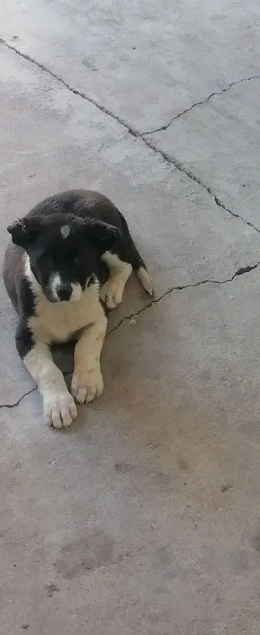 توله قدرجونی|سگ|مسجد سلیمان, |دیوار