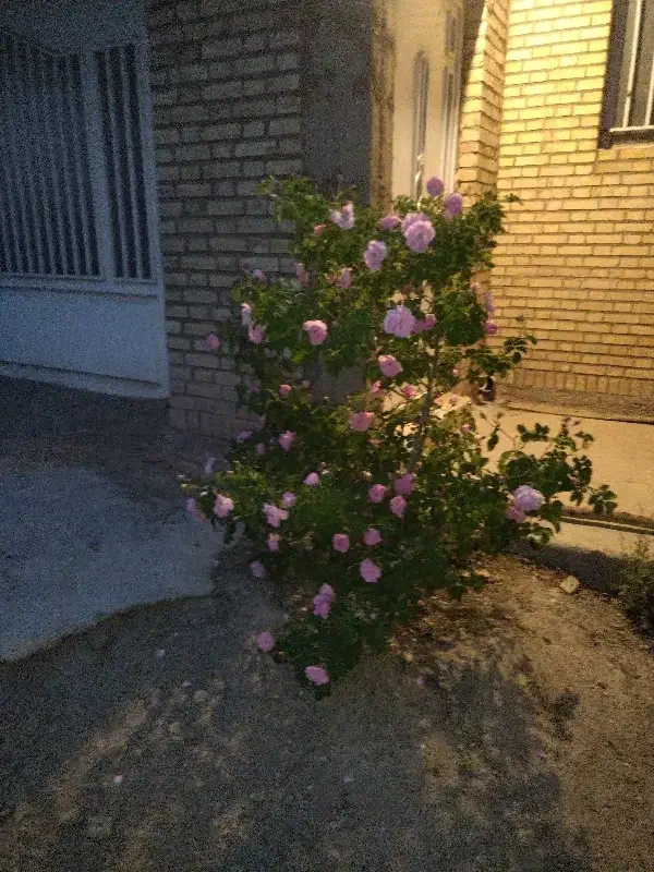 کارگر هستم|خدمات نظافت|بیرجند, |دیوار