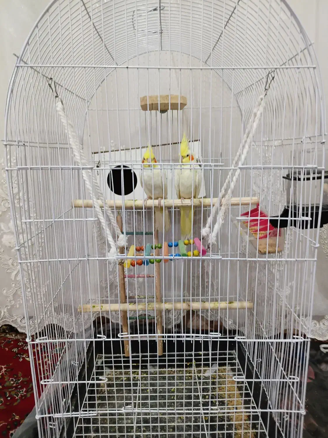 عروس هلندی جفت|پرنده|مشهد, كنويست|دیوار