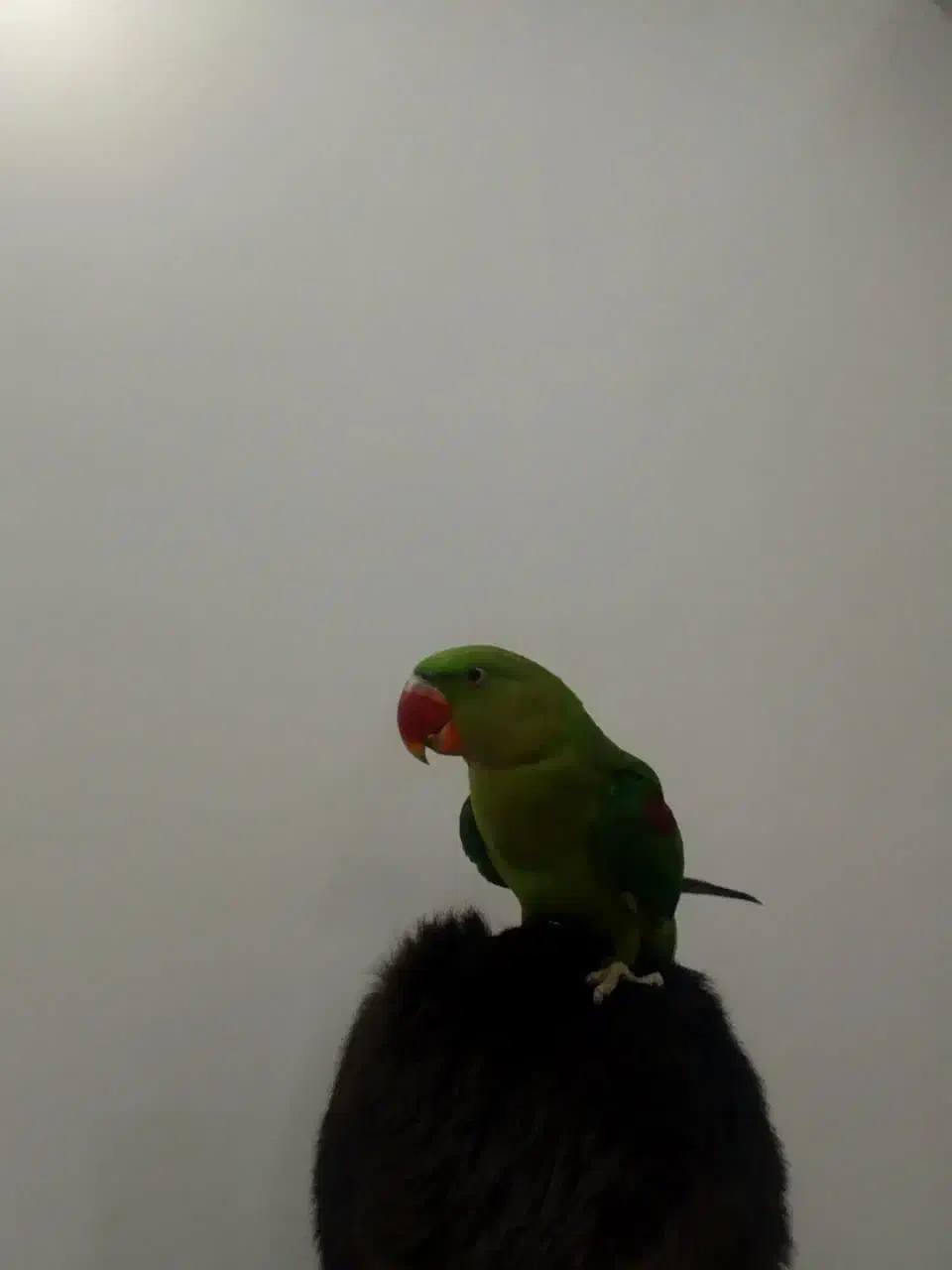 شاه طوطی اسکندر|پرنده|تهران, شهرک زینبیه|دیوار