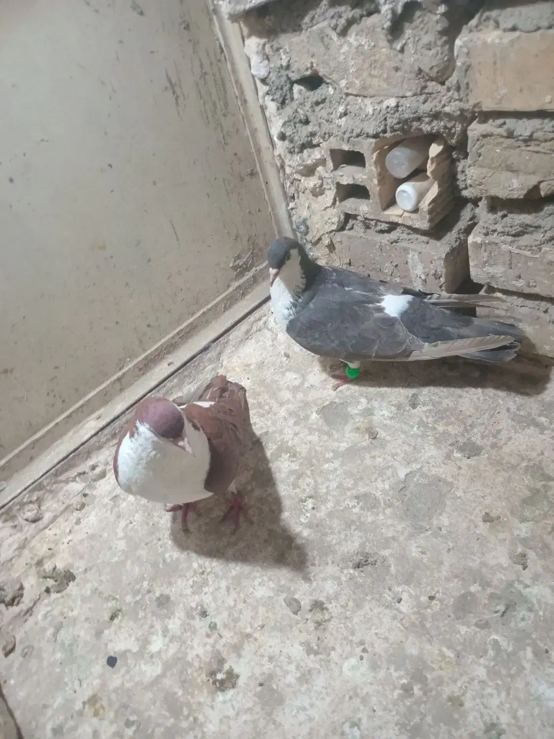 کبوتر|پرنده|مشهد, رضاییه|دیوار