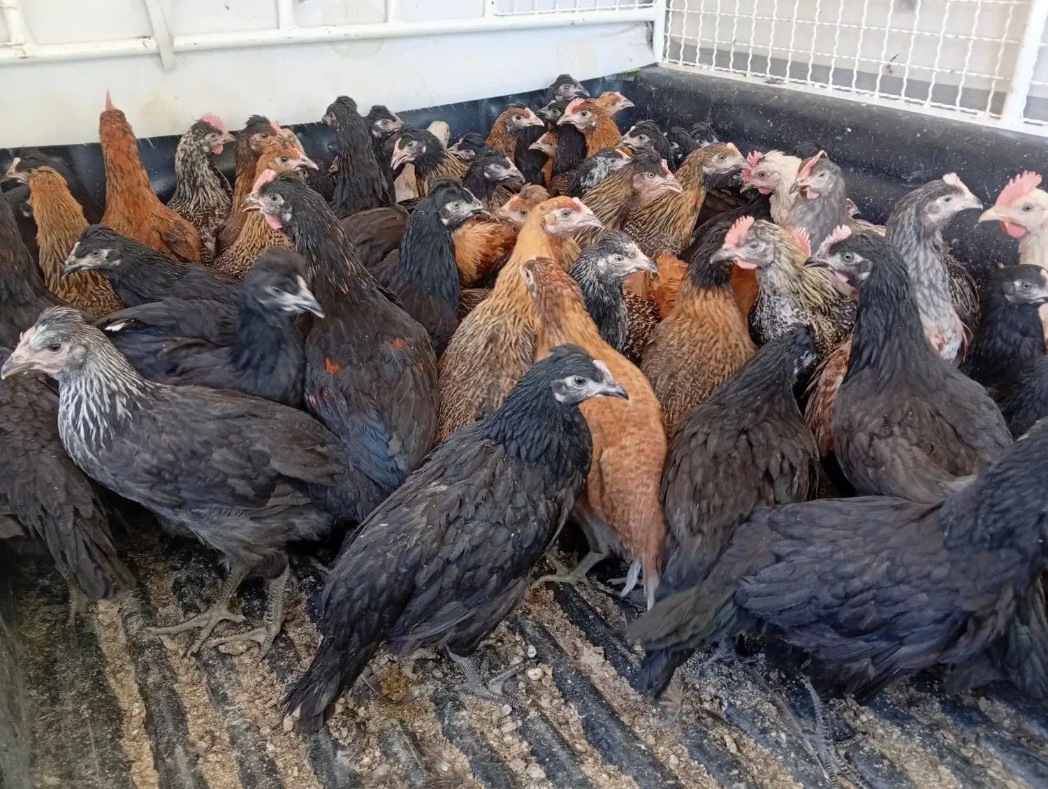 جوجه 3ماهه|حیوانات مزرعه|چرام, |دیوار