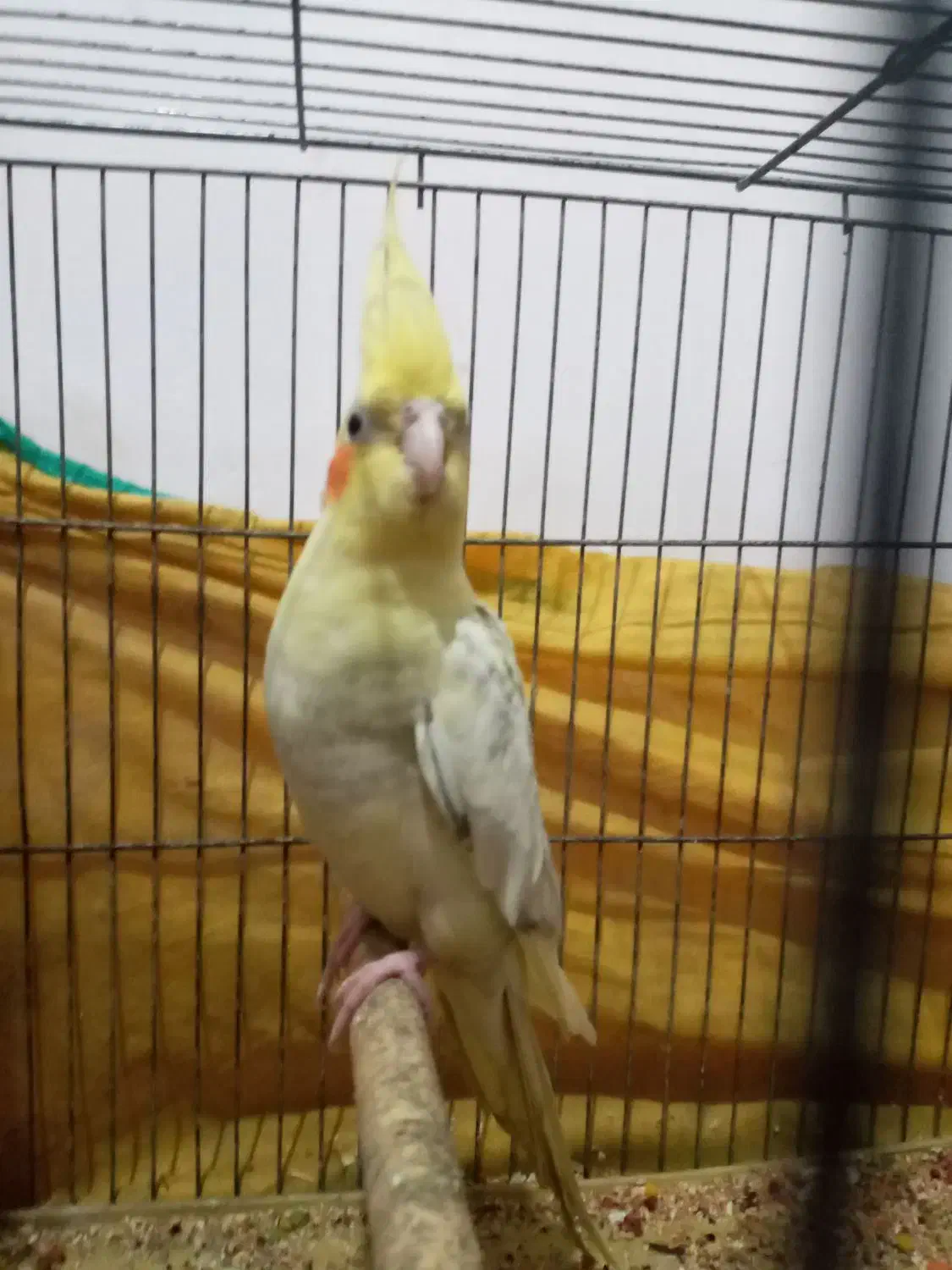 طوطی عروس مولد رنگ متفاوت|پرنده|رشت, نیکمرام|دیوار