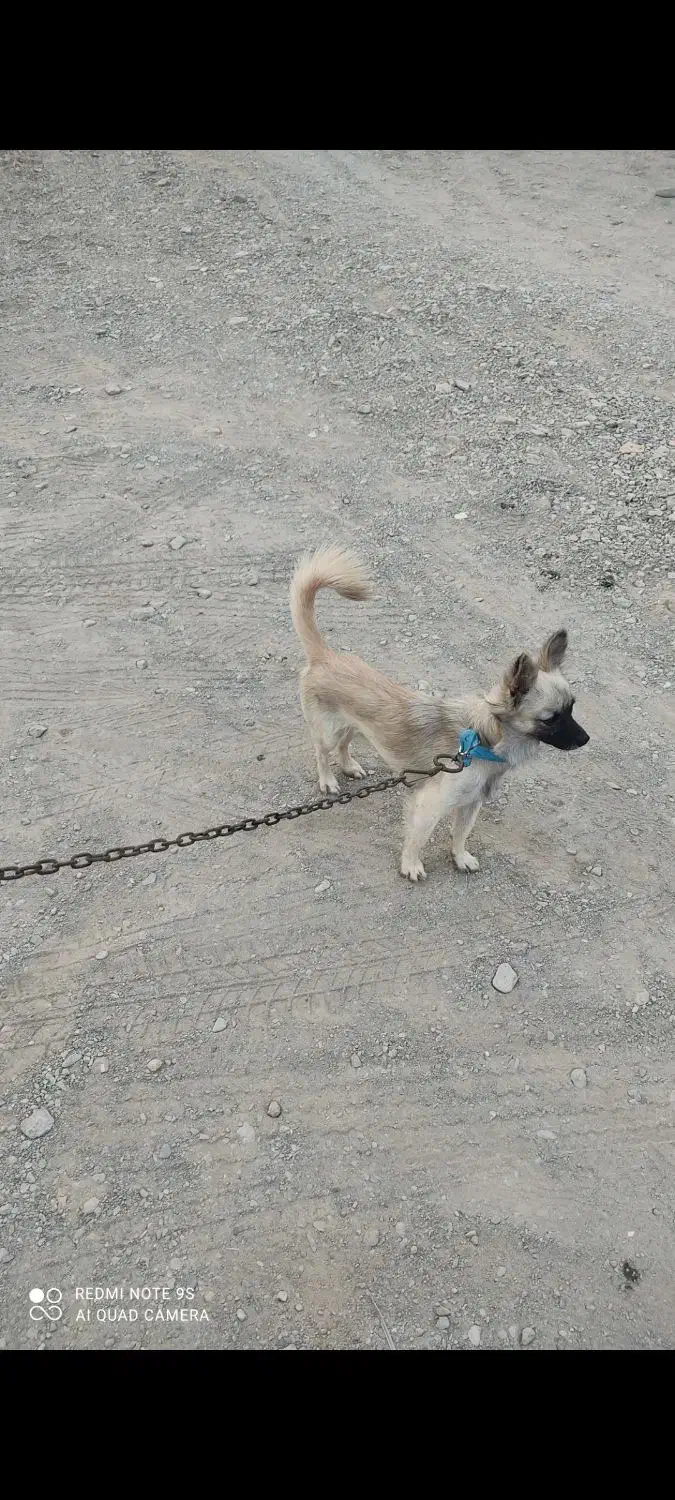 سگ پاکوتاه باهوش معاوضه هم فقط با کفتر طوقی|سگ|جیرفت, |دیوار