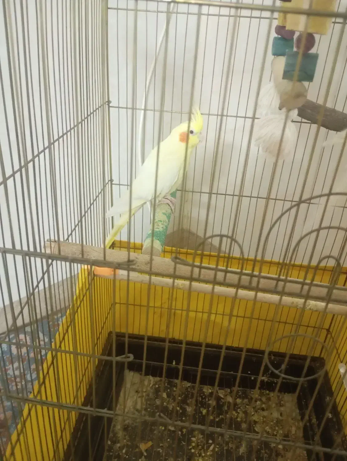 عروس هلندی جفت دستی لوتینو زعفرونی|پرنده|پاکدشت, پاکدشت (مامازند)|دیوار