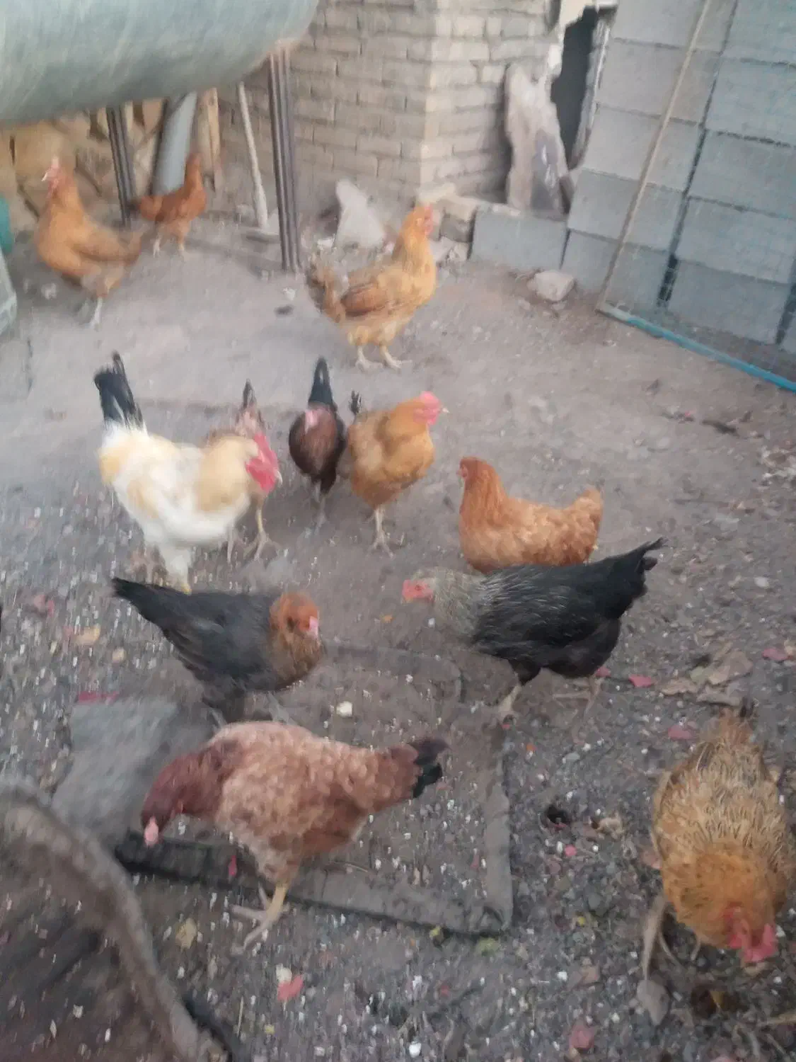 سلام مرغ سیاه تخمی|حیوانات مزرعه|سبزوار, قصبه غربی|دیوار