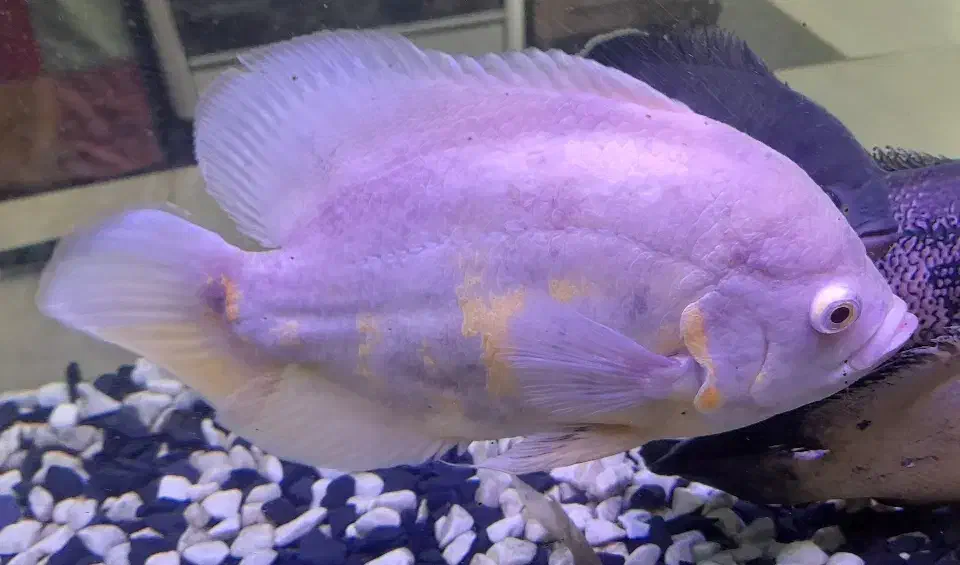 اسکار آلبینو ۲۳سانت|ماهی|پرند, فاز ۶|دیوار