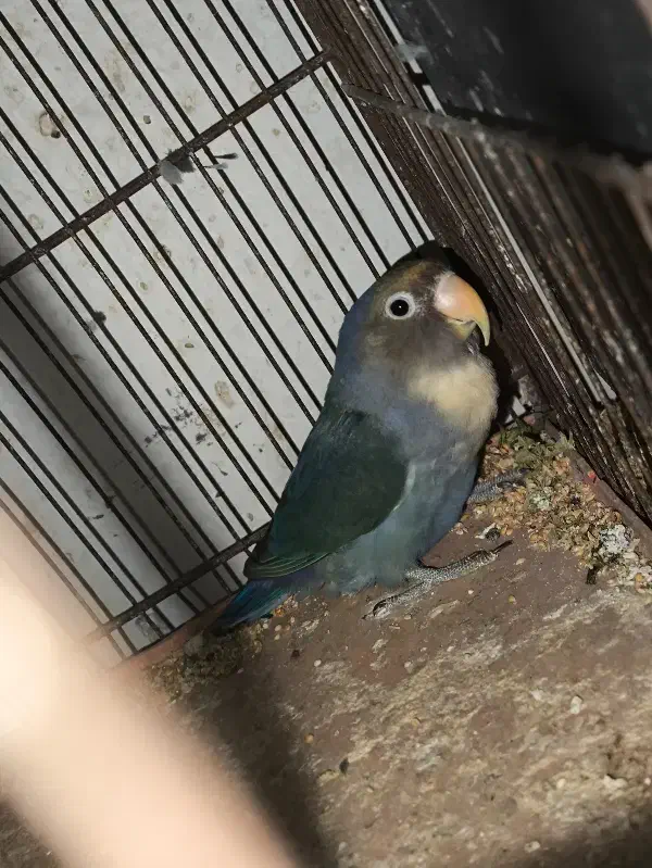 طوطی برزیلی|پرنده|بوشهر, |دیوار