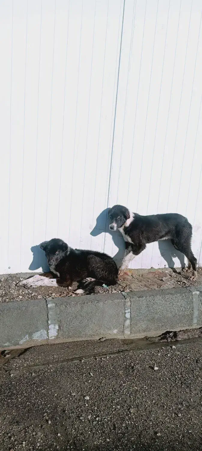 سگ قدرجانی|سگ|سرپل ذهاب, |دیوار