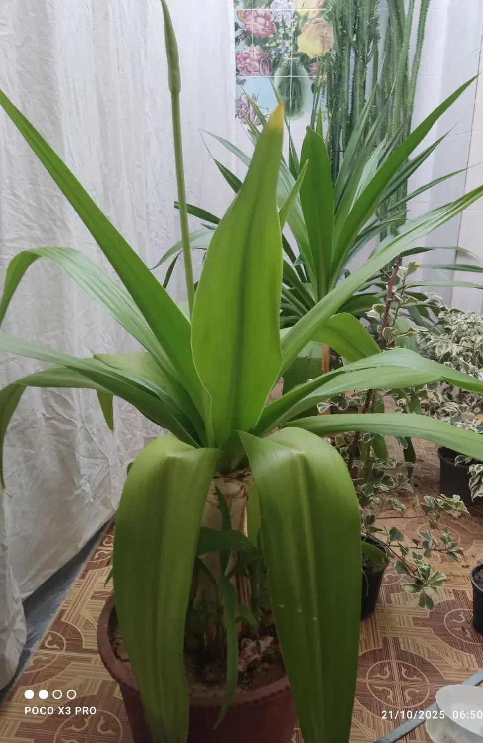 گل وگیاه|گل و گیاه طبیعی|خانمیرزا, |دیوار