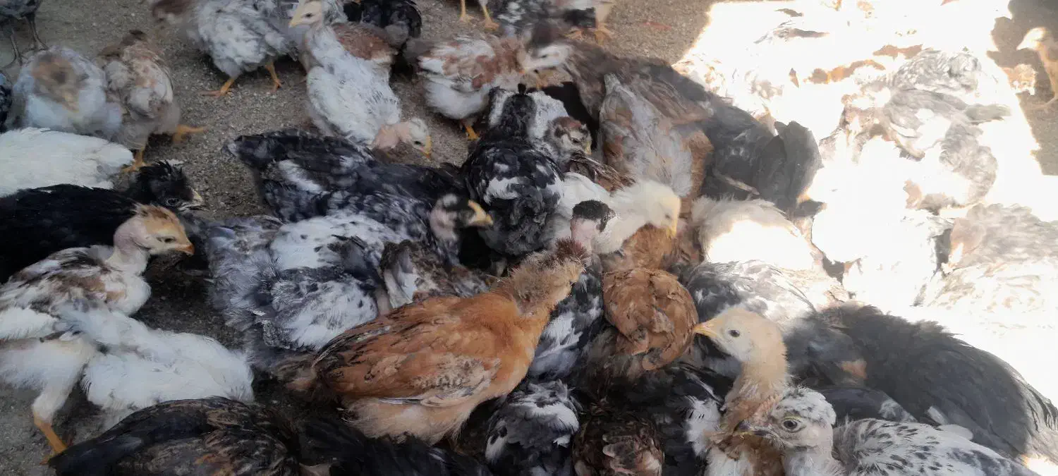 چوری ملگر و کاکلی|حیوانات مزرعه|اردکان, |دیوار