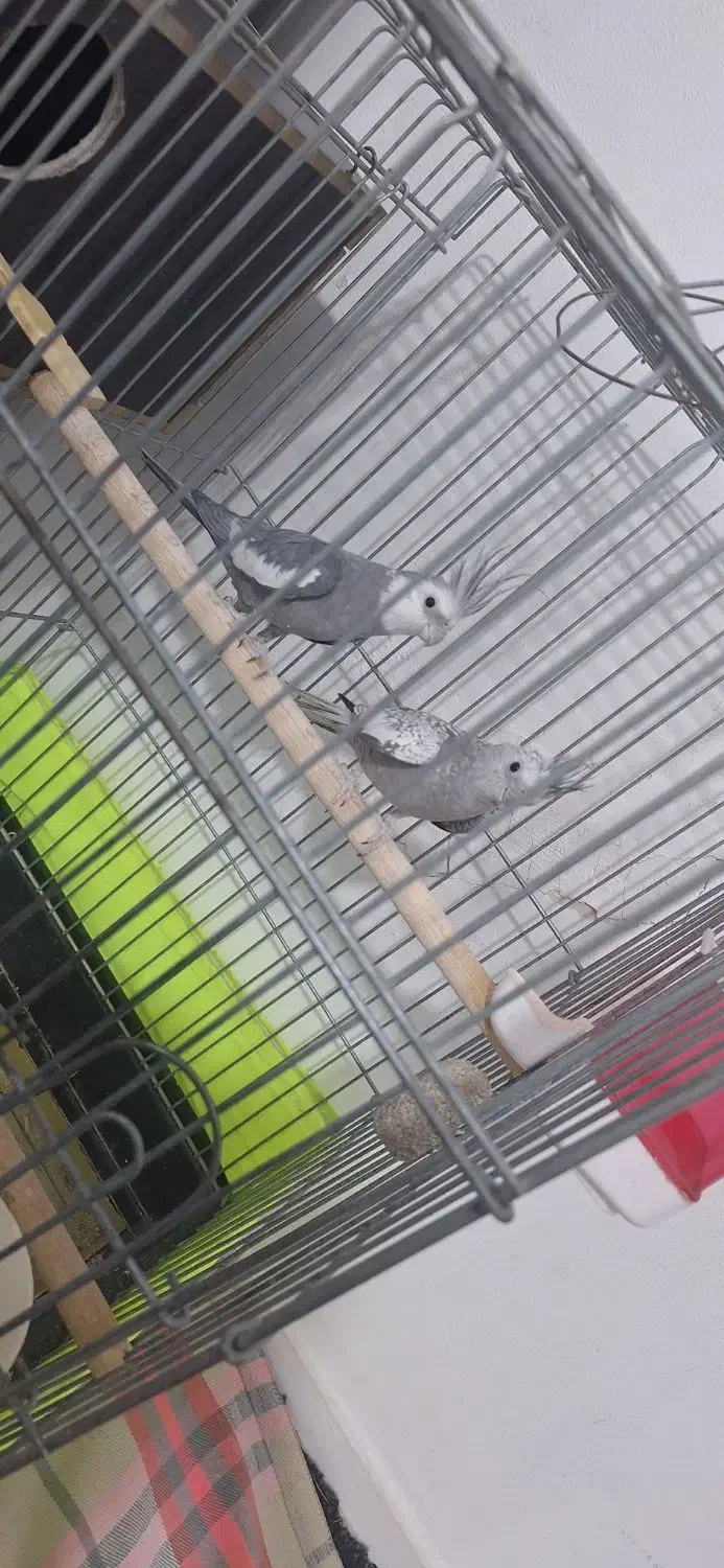 عروس هلندی نرو ماده ب فروش میرسد|پرنده|نسیمشهر, |دیوار