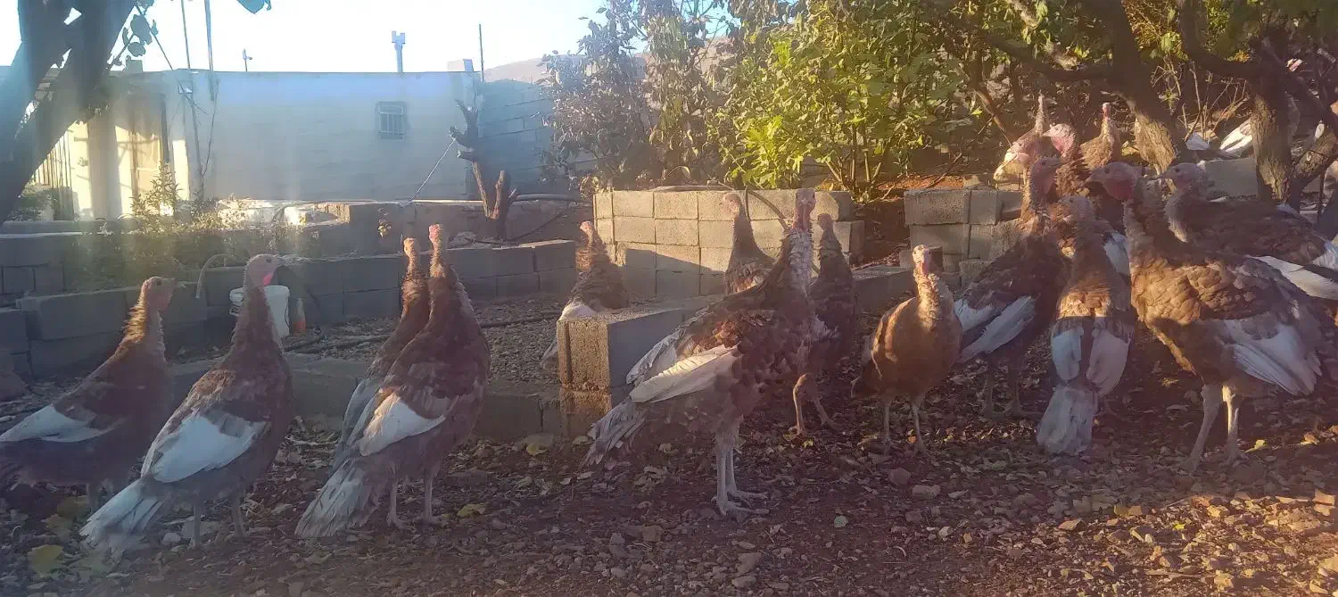 بوقلمون بوربون|حیوانات مزرعه|هرسین, |دیوار