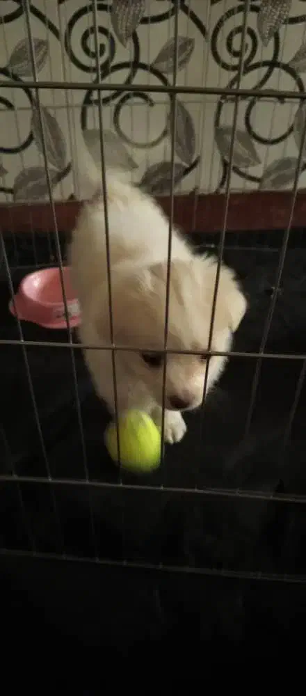 پامرین.|سگ|ری, شهرک نظامی|دیوار