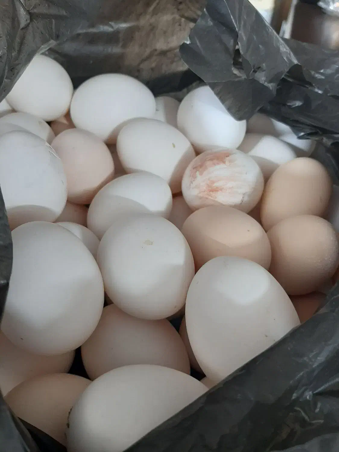 تخم مرغ محلی طبیعی|خوردنی و آشامیدنی|قم, نیروگاه|دیوار