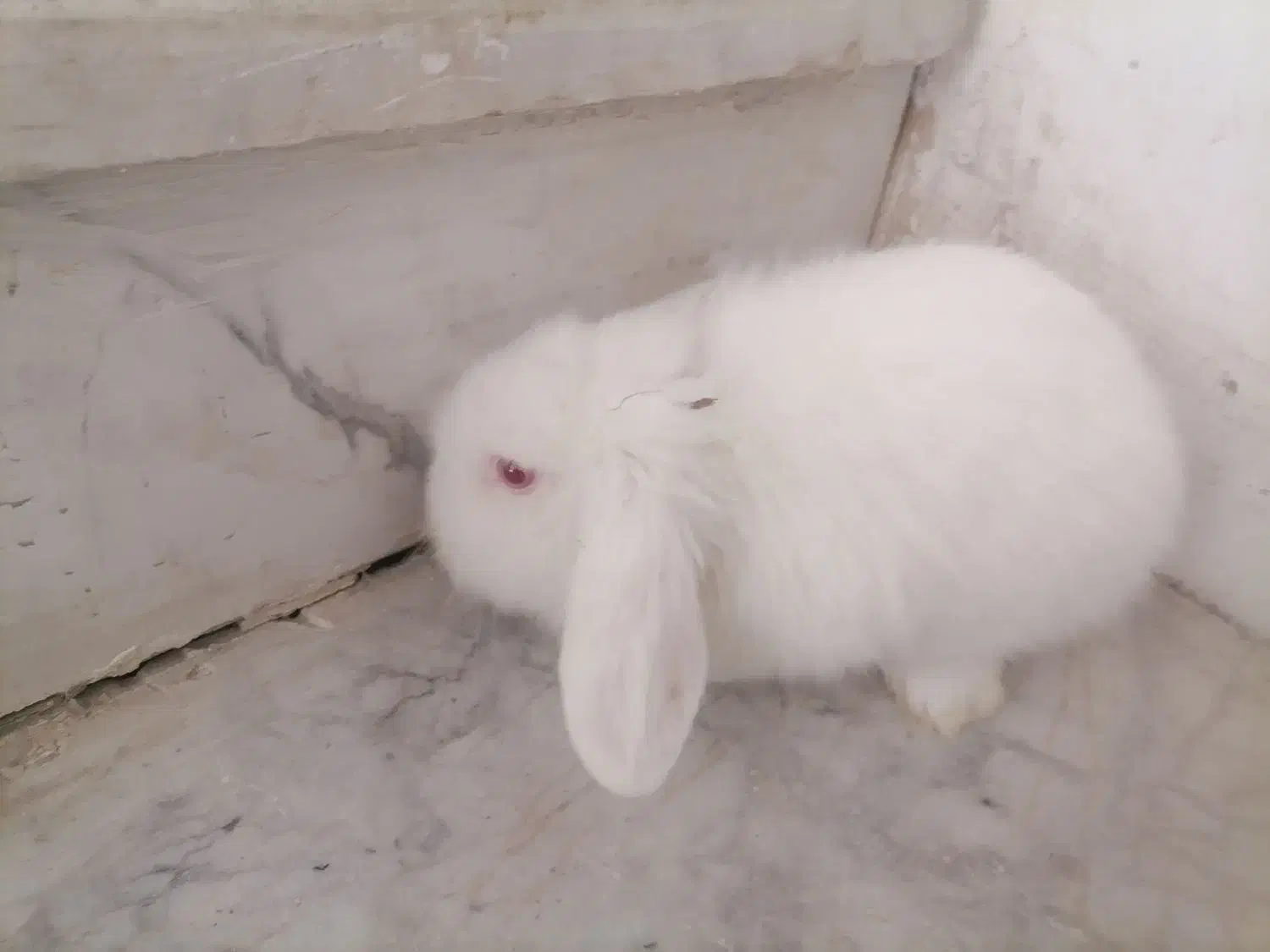 خرگوش لوپ سفید چشم شرابی|موش و خرگوش|تایباد, |دیوار