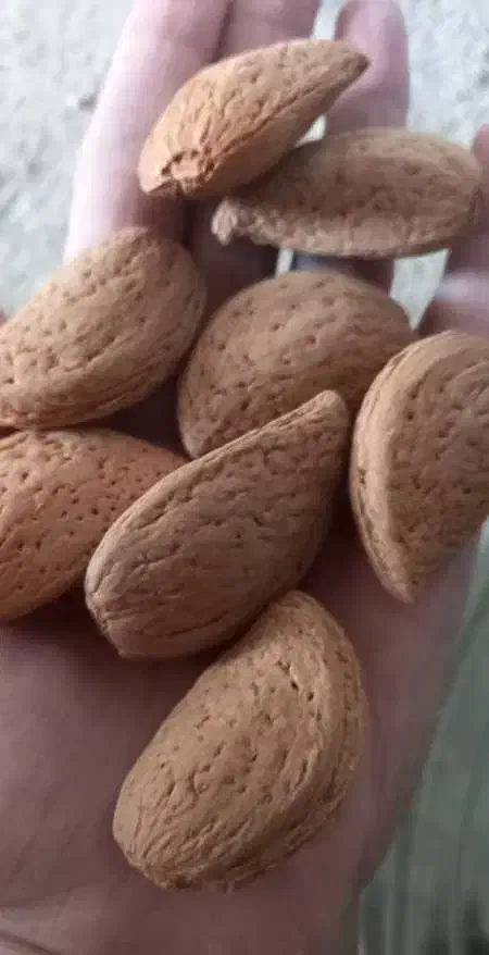 فروش بادام|خوردنی و آشامیدنی|بوانات, |دیوار