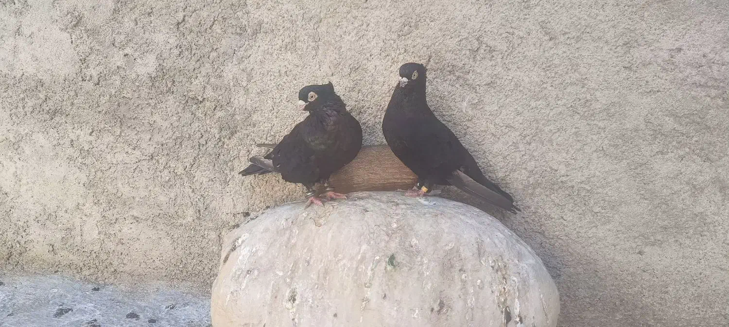 کبوتر زاغ صرب|پرنده|دوگنبدان, |دیوار